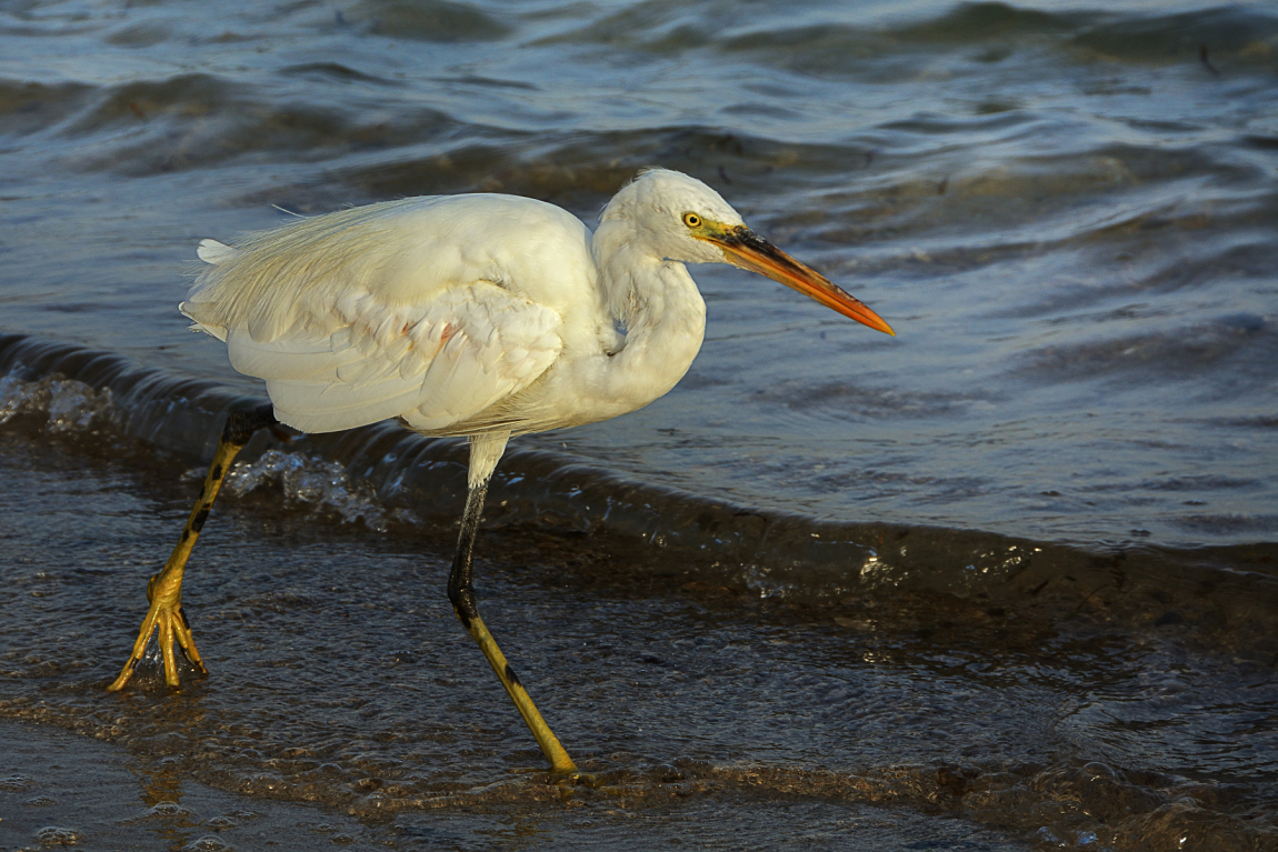 volavka západní (Egretta garetta) /1/