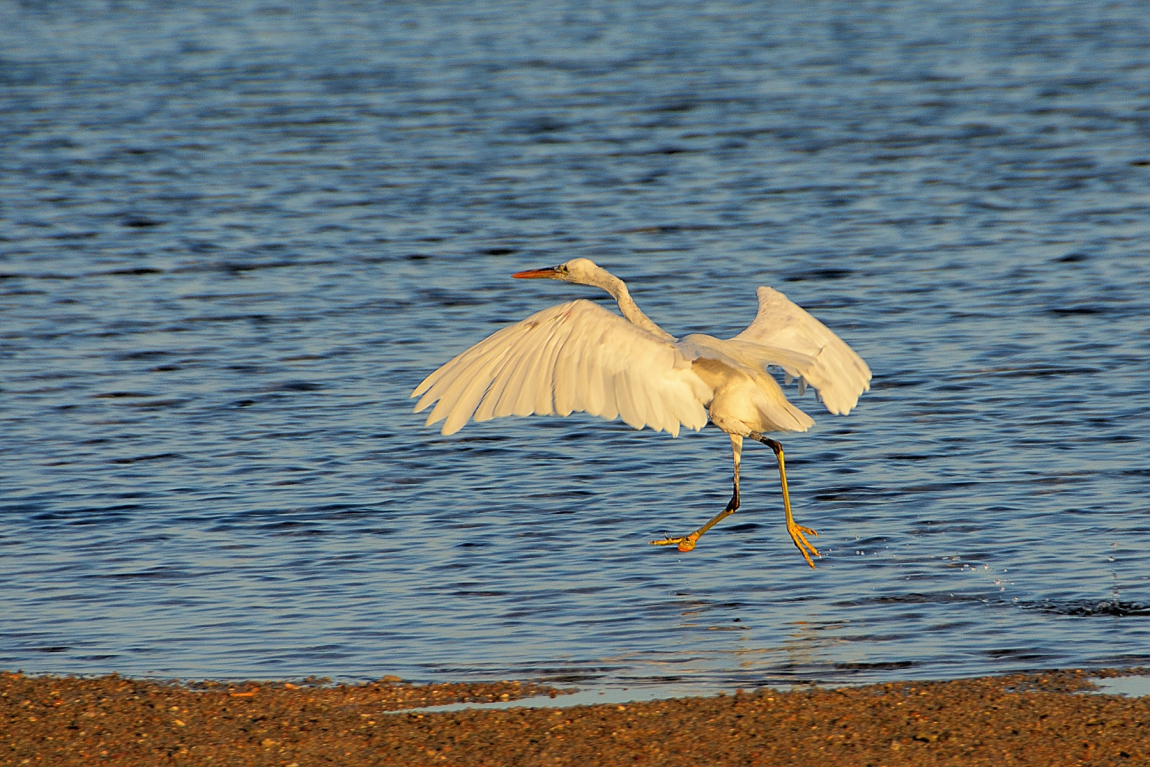 volavka západní (Egretta garetta) /2/