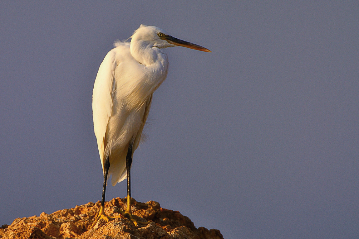 volavka západní (Egretta garetta) /3/